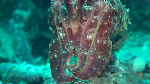 A large red cuttlefish hovers over a wreck and looks at the camera.