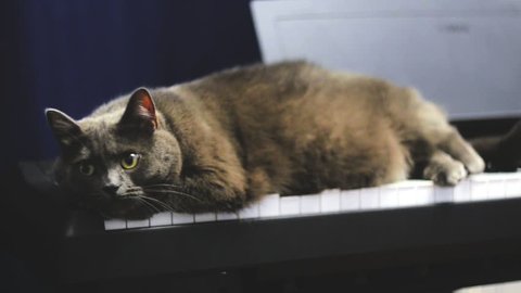 Fat Blue British cat lying on synthesizer keyboard. Big grey cat resting on Piano keyboard