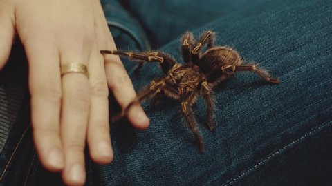 tarantula on a hand leg play with