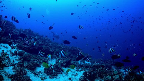 Fish eye view of large schools of tropical reef fish in clear blue water over a deep reef.  A scuba diver descends in the background.