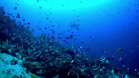 Fish eye view of large schools of tropical reef fish in clear blue water over a deep reef.