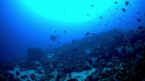 Fish eye view of large schools of tropical reef fish in clear blue water over a deep reef.  A diver swims in the background.