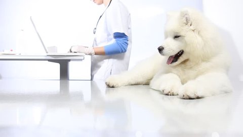 veterinarian with syringe making vaccine injection to pet dog at vet clinic
