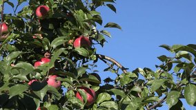 fresh organic apple fruit branch on blue sky background in garden. 4K UHD video clip.