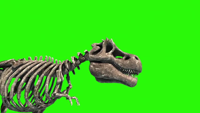 trex skeleton