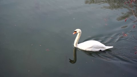 White swan swimming in a pond.