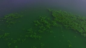 texture of lake water with plants. Aerial drone video.
About flora, swamp, water, lake, river, pond