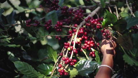 A farmer hand picking ripe and raw coffee berries on coffee tree branch
