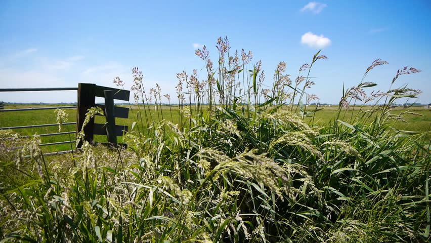 Dutch landscape with grass
