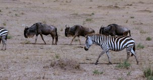 Burchell's Zebras & Wildebeest Migrating; Maasai Mara Kenya Africa