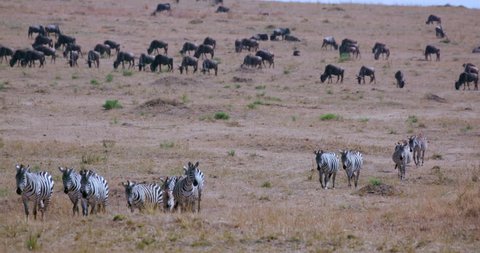 Burchell's Zebras Migrating; Maasai Mara Kenya Africa