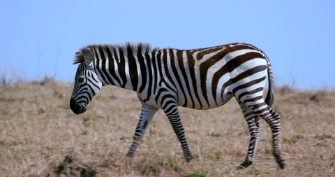Young Burchell's Zebra Walking; Maasai Mara Kenya Africa