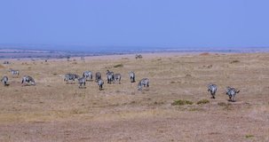 Burchell's Zebras Migrating; Maasai Mara Kenya Africa
