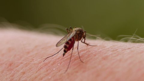 Close-up of a mosquito blood sucking on human skin
