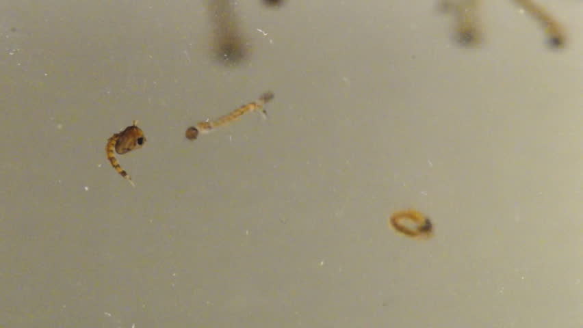 Asian Tiger Mosquito (Aedes albopictus) Larvae and Pupae in polluted water,