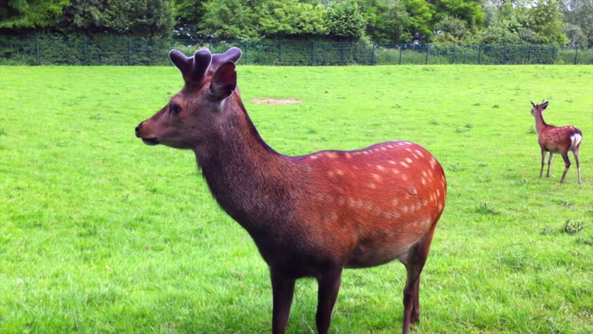 whitetail deer looking into the camera, 1080p