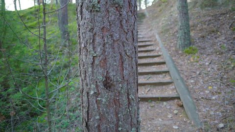 The small steps going up on the forest land in Piusa with the tall trees on the surroundings