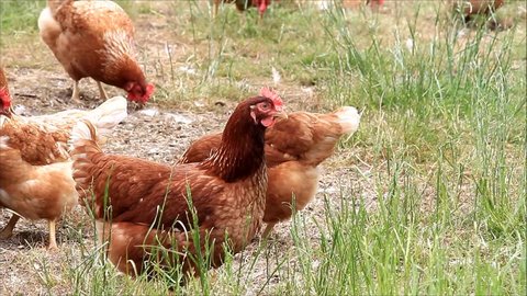 free range brown chicken on a farm
 