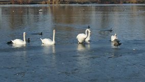 Birds behavior of the icy Danube.Ducks, swans, gulls and coots in 4k video.