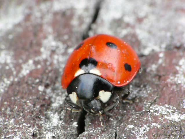 Ladybug in closeup