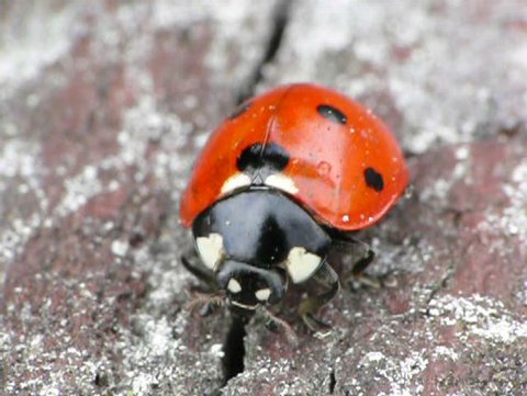 Ladybug in closeup