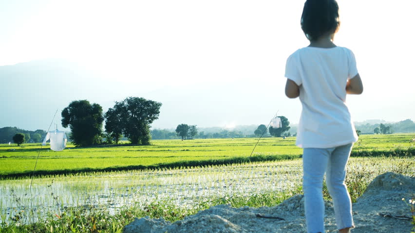 Little girl walking and kick rocks with cornfield in sunset