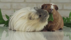 One guinea pig robs another cucumber the struggle for survival slow motion stock footage video