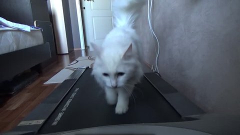 White cat on a treadmill