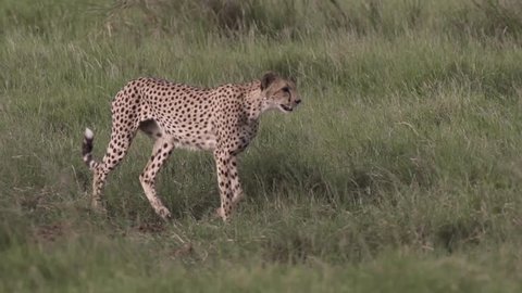 Cheetah walking close by in Amboseli, Kenya
Shot in super slow motion 
