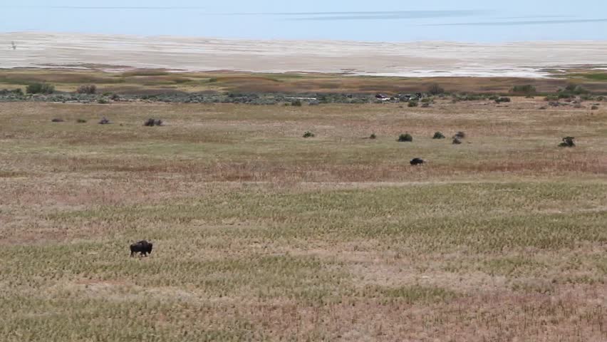 American Buffalo in the Plains of the Midwest
