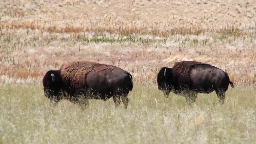 American Buffalo in the Plains of the Midwest