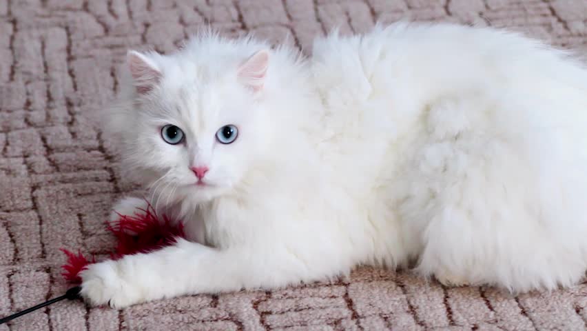 White Fluffy Cat Playing Home Stock 