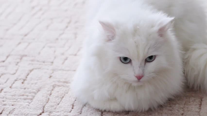 cat white fluffy