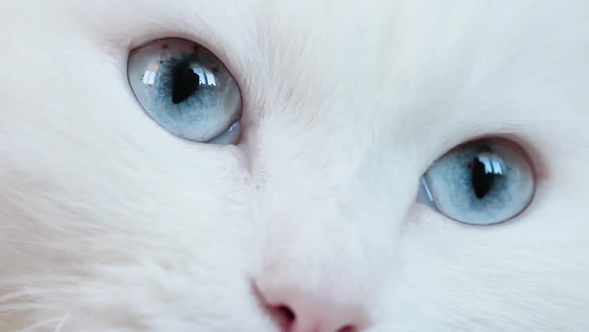 blue-eyed white fluffy cat