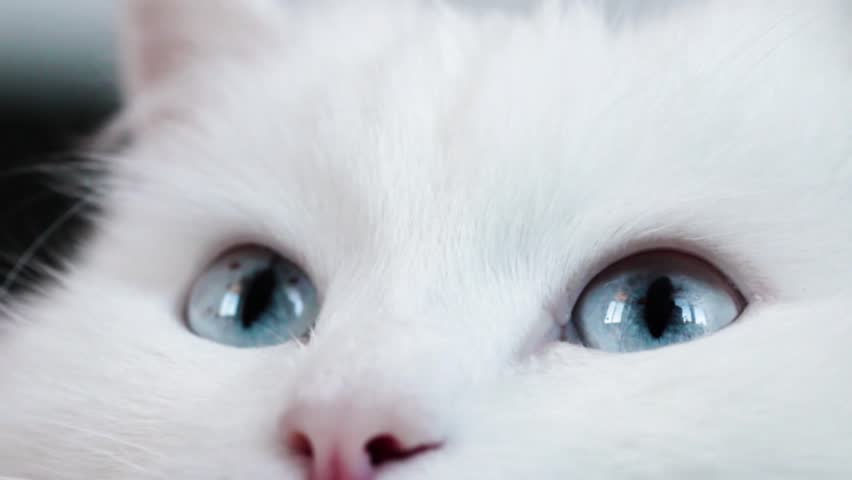 blue-eyed white fluffy cat