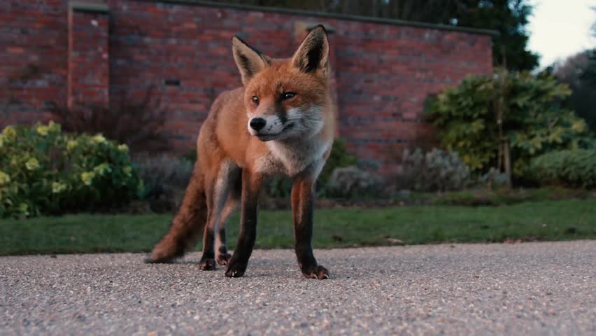 urban fox vulpes limping park daylight Stock Footage Video (100% ...