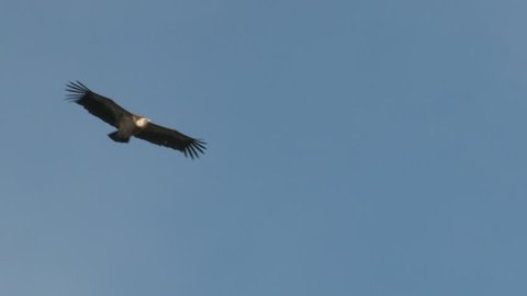 Griffon vulture (Gyps fulvus)  in flight low angle view, seen from underside, Extramadura, Spain.