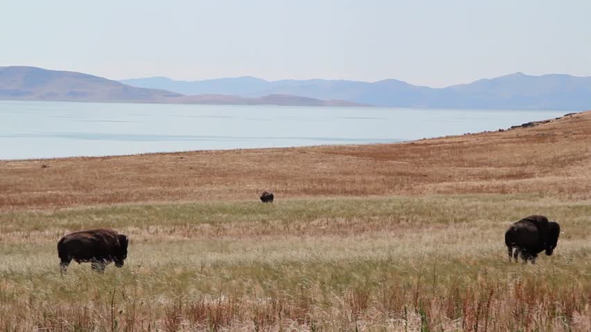 Wild American Buffalo Next to a Large Lake