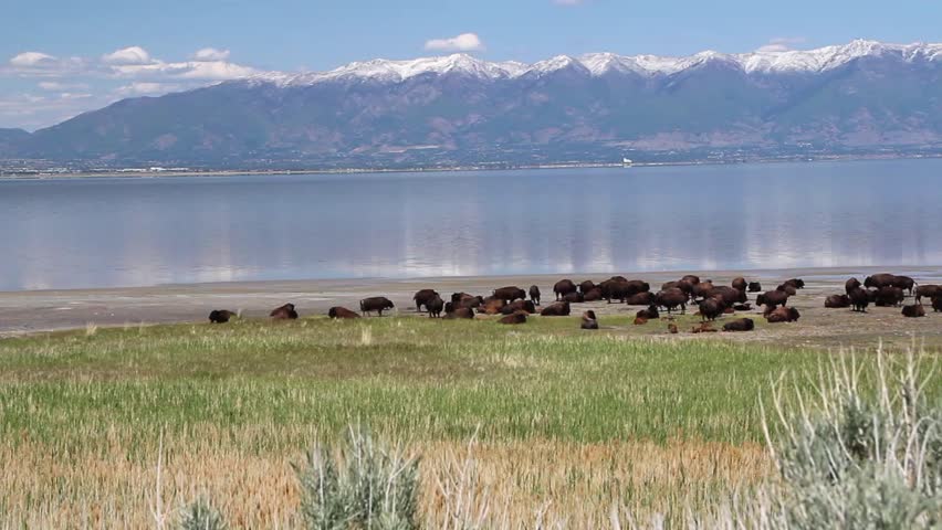 Wild American Buffalo Next to a Large Lake