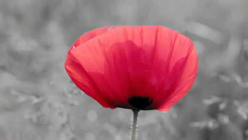 Red poppy isolated against black  and white background