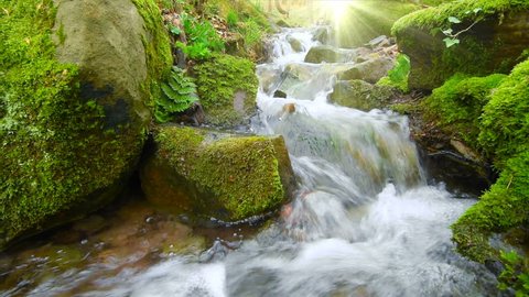Pan slider footage of a forest brook, the clear water is illuminated by warm rays of sunlight and gently flows through moss covered forest ground 