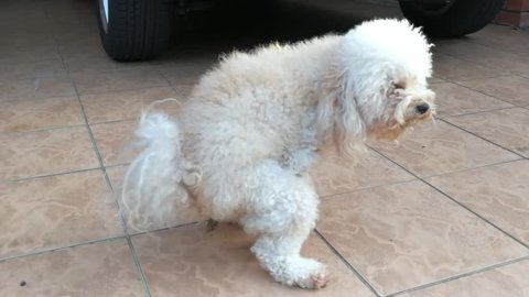 Pet poodle dog pooping shit outdoor on drive way