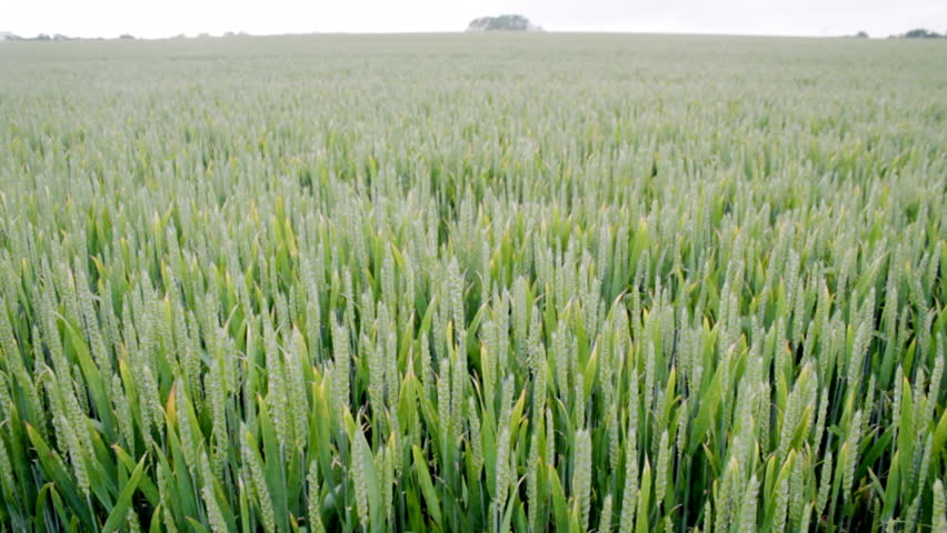 Wheat field wide angle