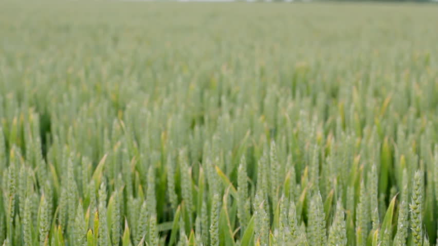 Wheat field panning