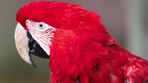 Parrot. Red macaw. Portrait. Big beak. Multi-colored feathers. Nature video. 4K, 3840*2160, high bit rate, UHD