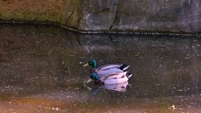 Beautiful duck swimming in a pond. Nature video. 4K, 3840*2160, high bit rate, UHD