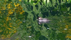Little duck swims in a green lake. Nature video. 4K, 3840*2160, high bit rate, UHD