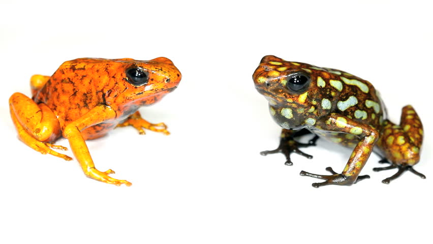 Harlequin Poison Frogs (Oophaga sylvatica). 2 different colour varieties from Western Ecuador.
