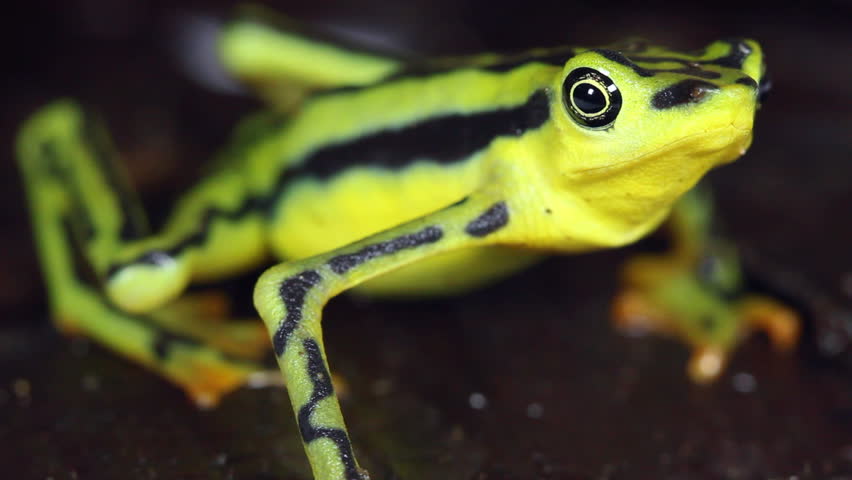 Elegant Stubfoot Toad (Atelopus elegans). From Western Ecuador. Listed as Critically Endangered by the IUCN.