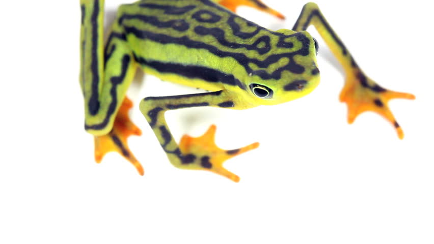 Elegant Stubfoot Toad (Atelopus elegans). From Western Ecuador. Listed as Critically Endangered by the IUCN.